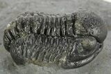 Detailed Gerastos Trilobite Fossil - Morocco #377259-2